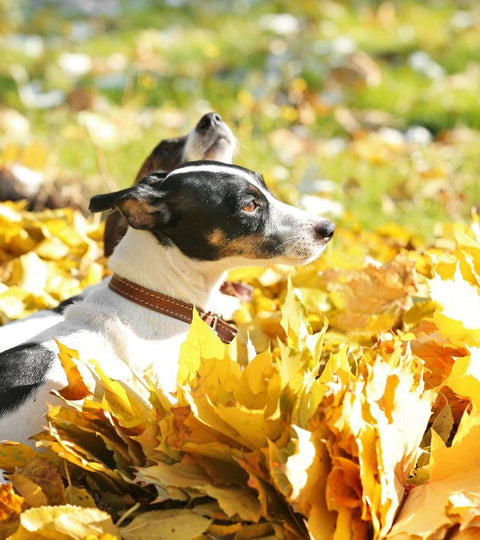 Védd meg kutyád, és élvezzétek biztonságban a színes őszi kalandokat!