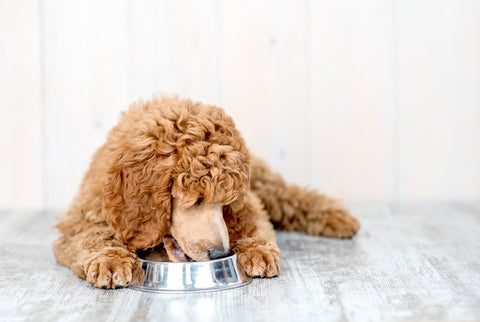 A 8 legnagyobb tévhit a kutyák etetése kapcsán