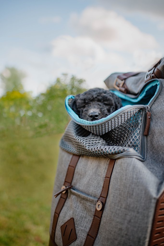 KURGO K9 Rucksack ∣ 2-in-1 kutyahordozó és hátizsák-hátizsák-Urban Fauna