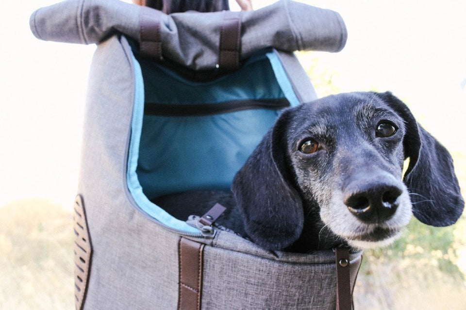 KURGO K9 Rucksack ∣ 2-in-1 kutyahordozó és hátizsák-hátizsák-Urban Fauna