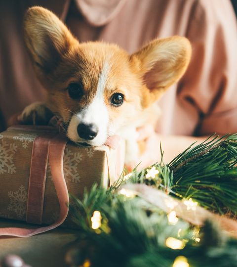 A Leggyakoribb Karácsonyi Veszedelmek Kutyusaink számára - Dr. Piller Pálma állatorvos írása