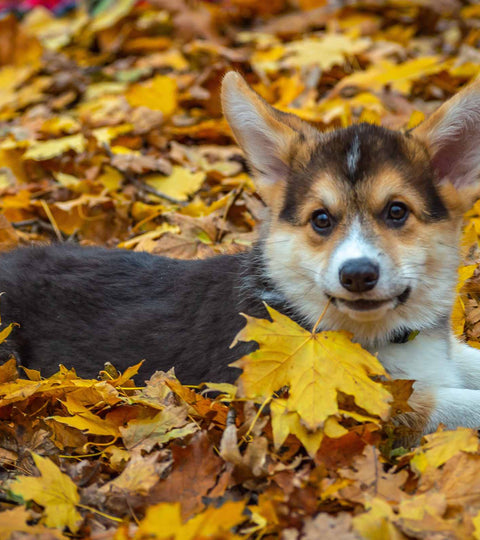 Veszélyek az őszi időszakban, amik kutyádra és macskádra leselkedhetnek - ezekre talán nem is gondolnál