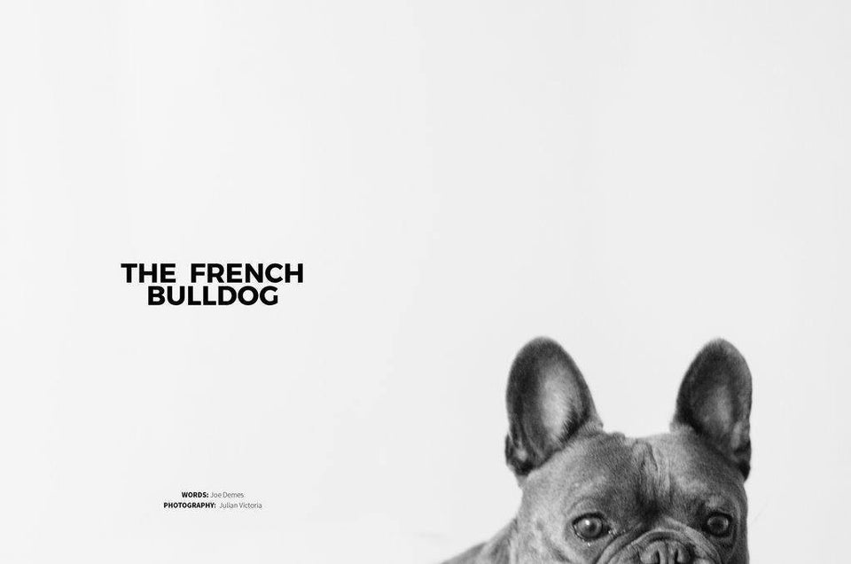 DOG magazin ∣ 5 ∣ Francia Bulldog-könyv ∣ magazin-Urban Fauna