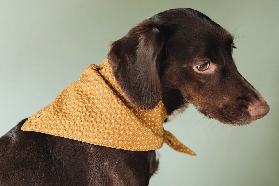TORI ∣ kutya bandana sál-ruházat-Urban Fauna