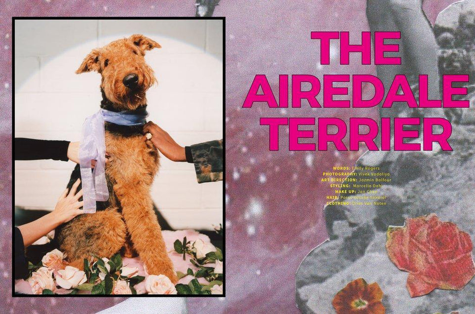 DOG magazin ∣ 6 ∣ Airedale Terrier-könyv ∣ magazin-Urban Fauna
