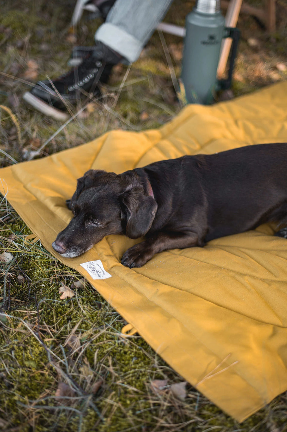 band&roll COMPASS ∣ matrac kutyafekhely