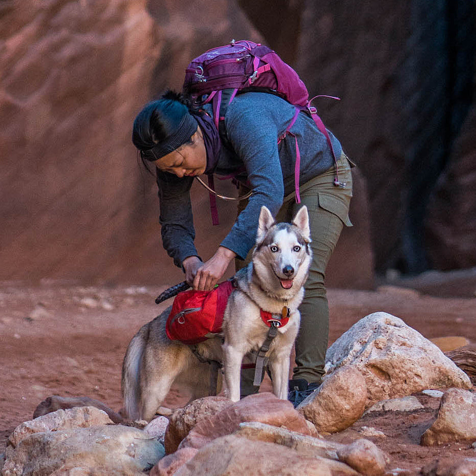 A Baxter Pack egy könnyű, strapabíró, testre szabott hátizsák kutyád számára. - Urban Fauna