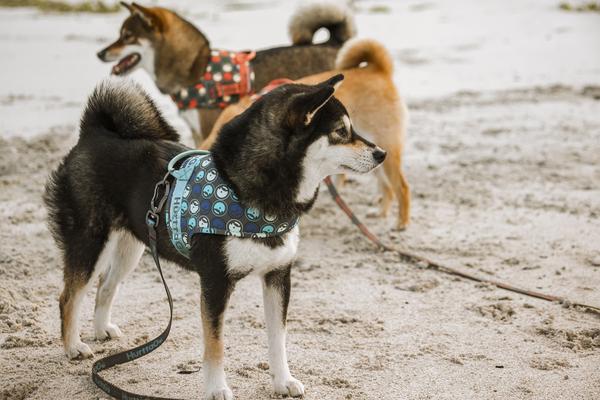 HURTTA GO ∣ vízhatlan kutyahám és póráz szett