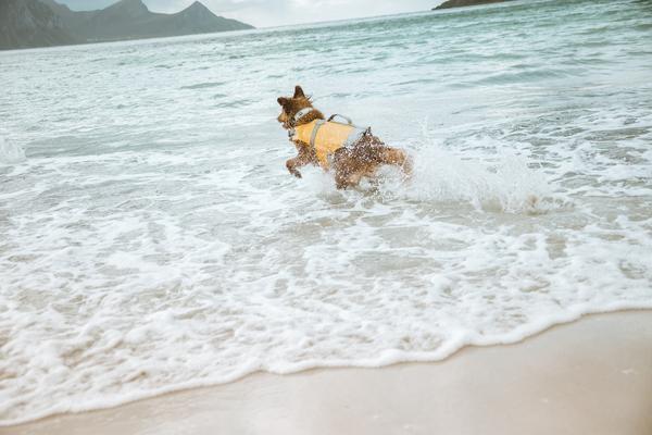 A HURTTA LIFE SAVIOR egy új generációs, korszerűsített mentőmellény kutyák számára.  Ideális úszásra, vízi mentésre, rehabilitációra, csónakázásra és vadászatra. A speciális kialakítása miatt a mellény nagyon könnyű és kényelmes illeszkedést biztosít. A mellény könnyű kialakítása biztosítja a kutya szabad mozgását vízben és szárazföldön.