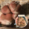 Natural Dog Company - Paw Tection® prémium vegán mancsápoló I forró aszfalt, téli hideg, kiszáradás ellen - Urban Fauna