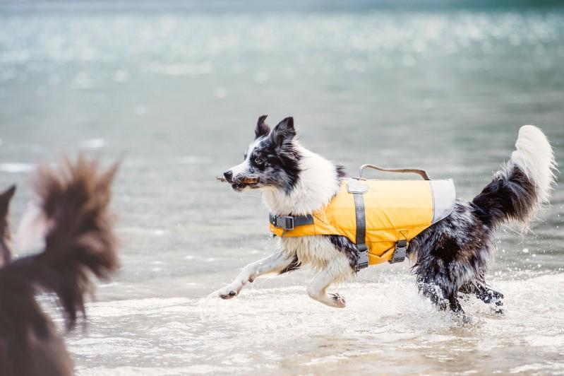 HURTTA LIFE SAVIOR ∣ kutya úszó- és mentőmellény-ruházat-Urban Fauna