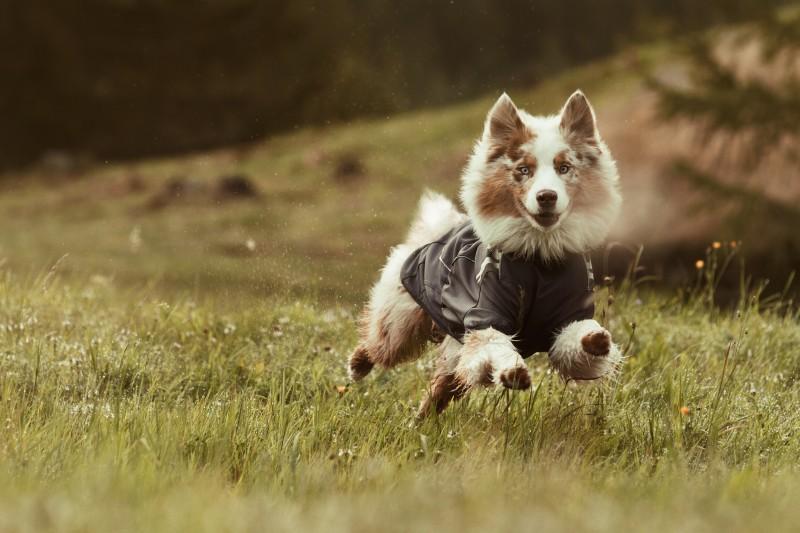 HURTTA FROST SOFT SHELL ∣ kutyakabát-ruházat-Urban Fauna
