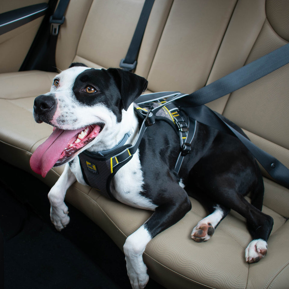 KURGO IMPACT ∣ biztonsági autós kutyahám-hám-Urban Fauna
