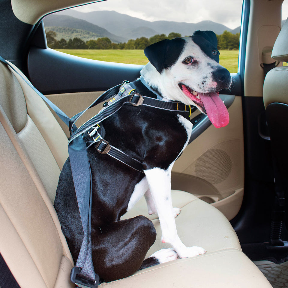 KURGO IMPACT ∣ biztonsági autós kutyahám-hám-Urban Fauna