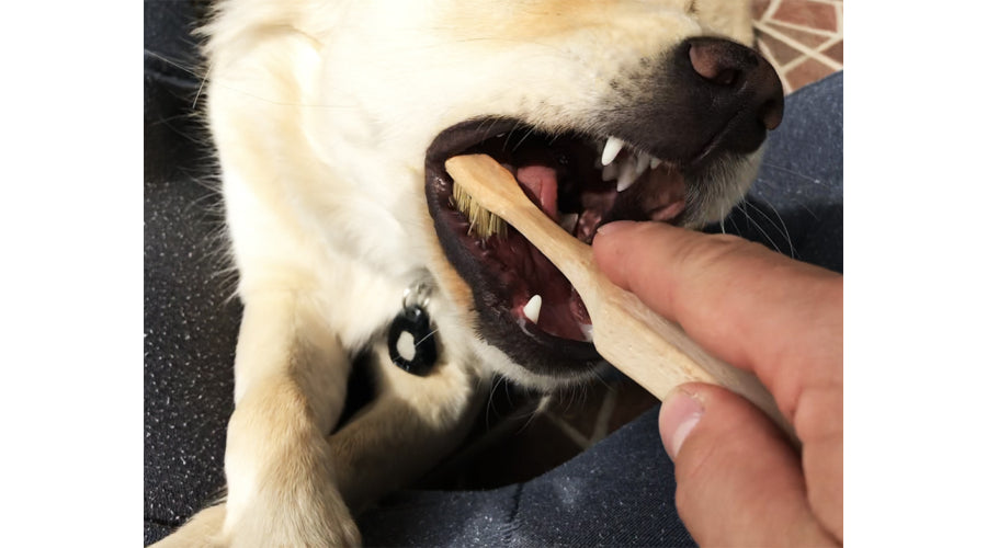 100% komposztálható, zero waste fogkefe kutyáknak fából és disznósörtéből, mely kedvencünk mindennapos fogápolására hivatott, megelőzve ezzel a fogkövet és a fogbetegségeket, mindezt környezetbarát módon.- Urban Fauna